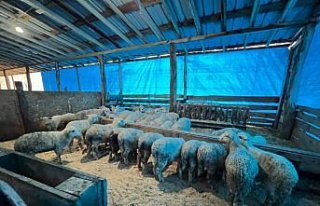 Sinop'ta genç girişimcilerin küçükbaş hayvancılık...