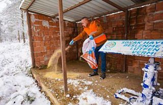 Tokat'ta yaban ve sokak hayvanları için doğaya...
