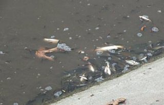 Tokat'ta Yeşilırmak'ta çok sayıda balık...