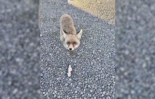 Atış poligonuna bitkin halde gelen tilki “Barut“...