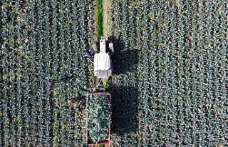 Bafra Ovası'nda brokoli hasadı devam ediyor