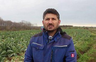 Bafra Ovası'nda karnabahar hasadı sürüyor