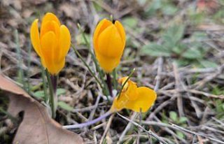 Boğazkale'de baharın habercisi çiğdemler...