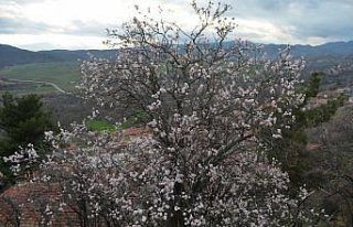 Çorum'da badem ağaçları erken çiçek açtı