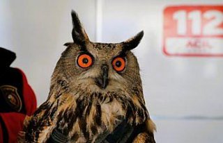 Çorum'da yaralı bulunan puhu tedavi altına...