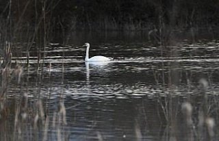Göç yolunda yorgun düşen kuğular doğa koruma...