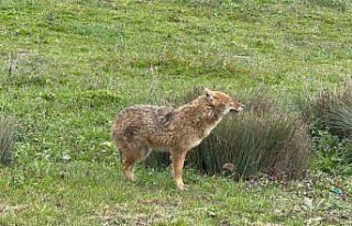 Karabük'te mahalleye inen hasta çakal tedavi...