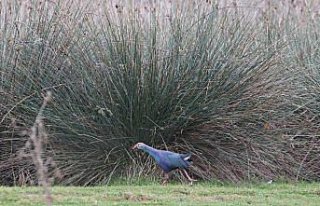 Kızılırmak Deltası zengin biyoçeşitliliği ile...