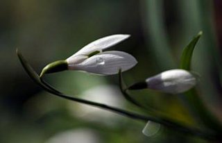 Küre Dağları'nda kardelenler sıcak hava nedeniyle...