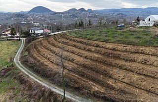 Ordu'da fındık üretiminde verimi arttırmak...