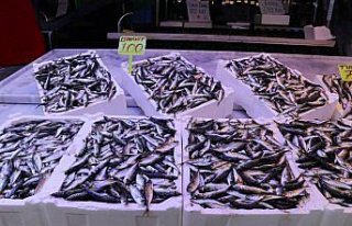 Rize'de istavritin kilogramı 100 liradan satışa...