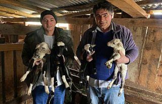 Sinop'ta bir koyun tek batında 4 kuzu doğurdu