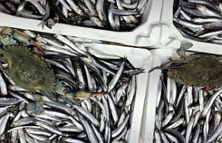 Sinop'ta denize açılan balıkçıların ağına...