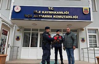 Tokat'ta yaralı halde bulunan kızıl şahin...