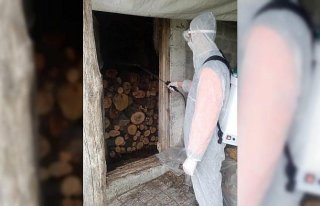 19 Mayıs'ta kahverengi kokarca ile mücadele...