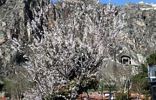 Amasya’da çiçek açan ağaçlar görsel şölen...