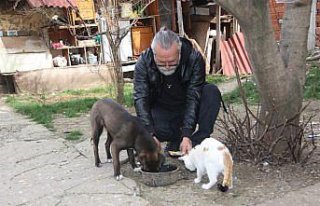 Amasya'da köpek Oskar ile kedi Çiçek'in...