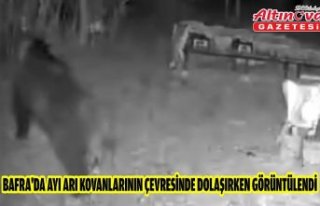 Bafra'da ayı arı kovanlarının çevresinde...