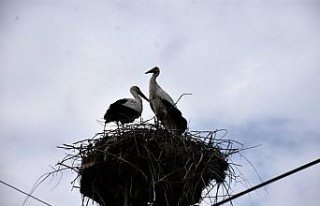 “Baharın habercisi“ leylekler Sinop'taki...