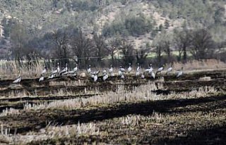 Göç yolundaki turnalar Sinop’taki Cuma Ovası'nda...