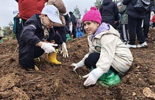 Karabük'te yanan ormanlık alana 2 bin 26 fidan...