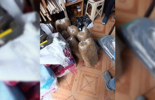 Kastamonu'da 99 bin 560 makaron ele geçirildi,...