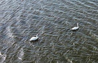 Samsun Kızılırmak Deltası'nda kuşların...