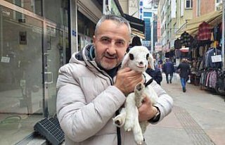 Samsunlu esnaf sahiplendiği kuzuyu iş yerinde de...