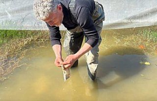 Tıbbi sülük avcılığı için soğuk suyun içinde...