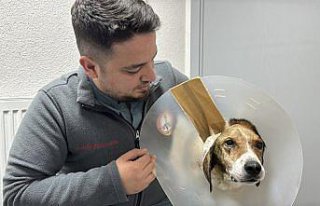 Zonguldak'ta kanserli köpek, operasyon ve elektro...