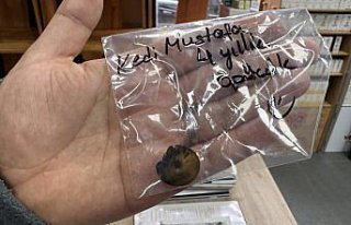 Zonguldak'ta kedinin yuttuğu vakumlu tutucu...