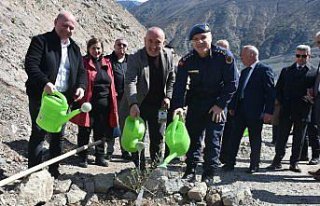 Artvin'de 450 zeytin fidanı toprakla buluştu