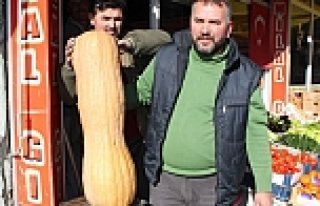 24 Kilogramlık Bal Kabağı İlgi Odağı Oldu