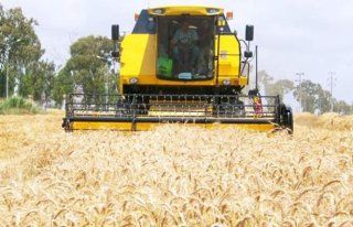 Bafra Ovası'nda Buğday Hasadına Başlandı