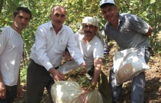 BAFRA VE 19 MAYIS İLÇESİNDE FINDIK HASADI BAŞLADI...