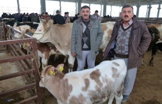  BAFRA HAYVAN PAZARINDA HAREKETLİLİK 