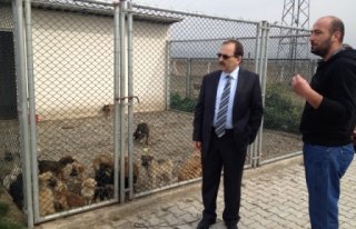 'HAYVAN BARINAĞI HAKKINDAKİ İDDİALAR YALAN'