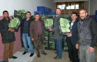 Bafra'da Lahana Fiyatları Düştü