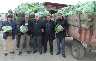 Beyaz Lahana Bafra'da Yüzleri Güldürüyor