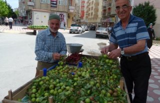 BAFRA’DA YERLİ ARMUT’A RAĞBET 