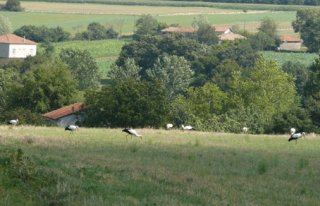 BAFRA’DA LEYLEKLER TARLADA YİYECEK ARIYOR 