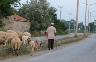 Şehir Merkezinde Refüjde Koyun Otlatılıyor
