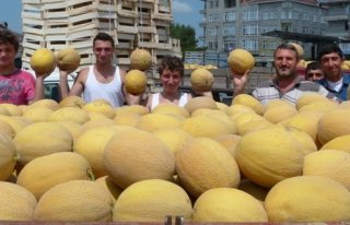 Karpuz-Kavun Üreticisi Altın Yılını Yaşıyor...