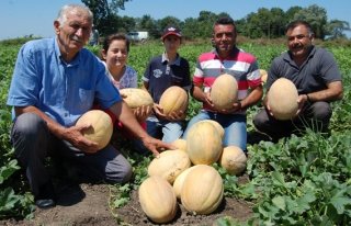 Üreticinin Yeni Umudu VCR 601 Oldu