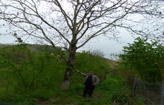 SOĞUK HAVA CEVİZ AĞAÇLARINI ETKİLEDİ  