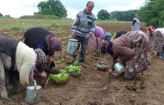 TÜTÜN’DE YENİ SEZON BAŞLADI 