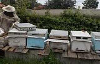 ARILAR, YAKINTAŞ MAHALLESİNİ SEVDİ