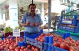 BAFRA DOMATESİ PAZARIN GÖZDESİ