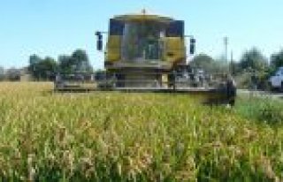 BAFRA OVASINDA ÇELTİK HASADI DEVAM EDİYOR