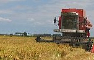 Bafra Ovasında Çeltik Hasadına Başlandı